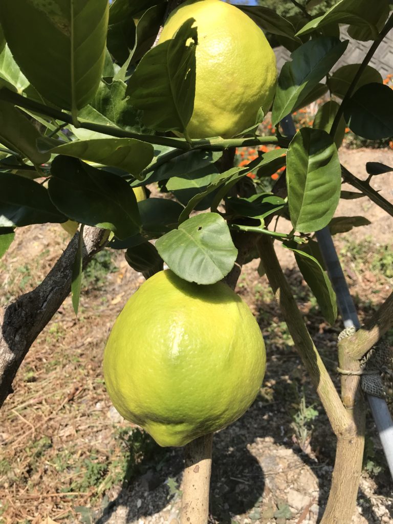 お久しぶりでございます 田尻農園