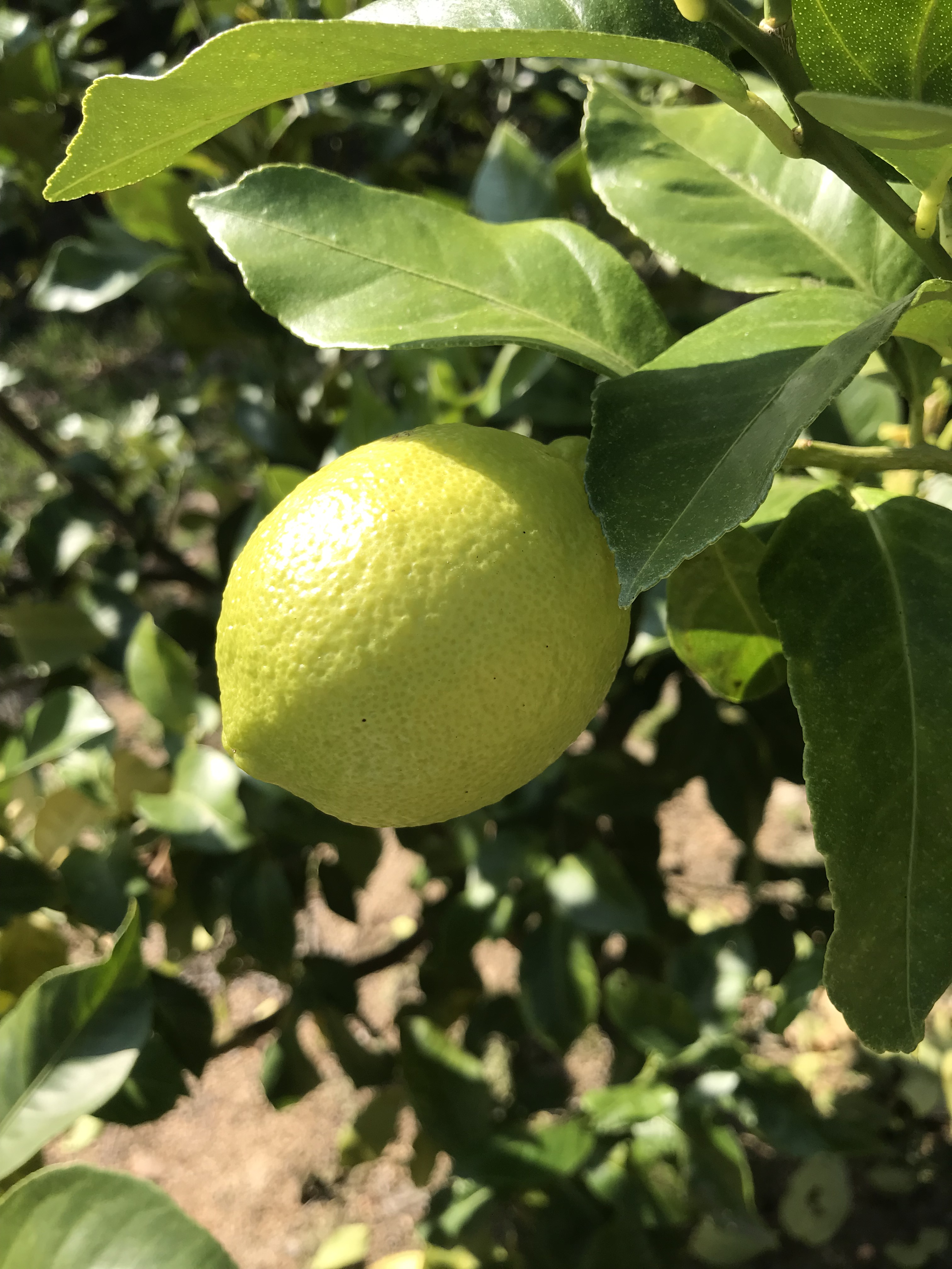 お久しぶりでございます 田尻農園